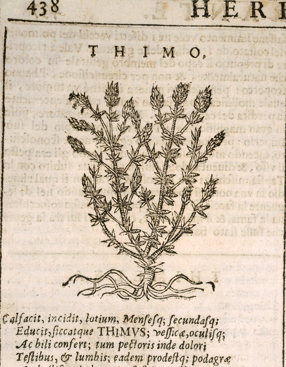 Harvinainen timjami (Thymus vulgaris), kaiverrus Castore Durante tekijältä Italian School