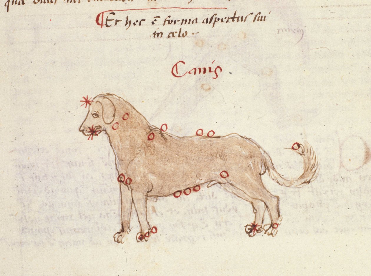 Koiran tähtikuvio (Canis). Miniatyyri Biasino da Parman (Blaise de Parma) "" Astronomicasta" (1425-1457) tekijältä Italian School