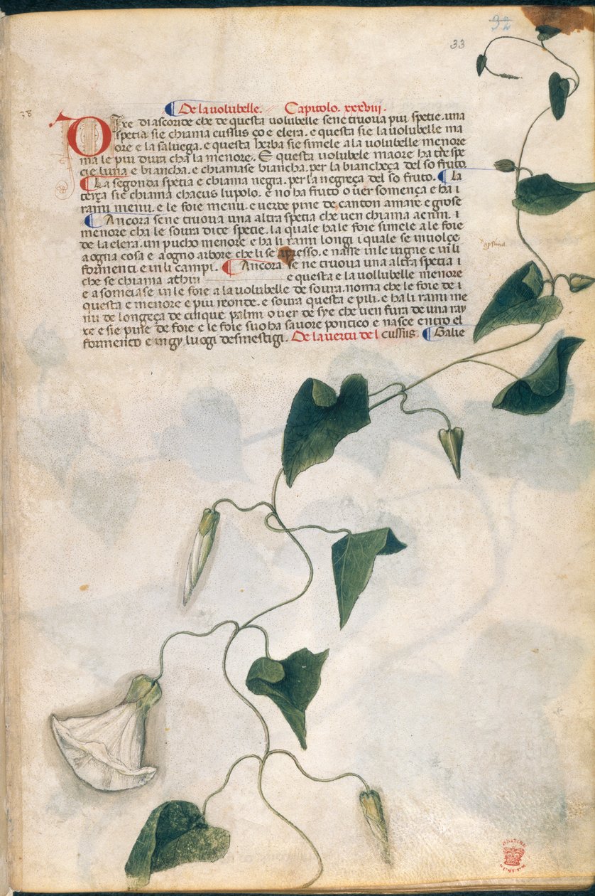 Convolvulus Plant, kuvitus 
