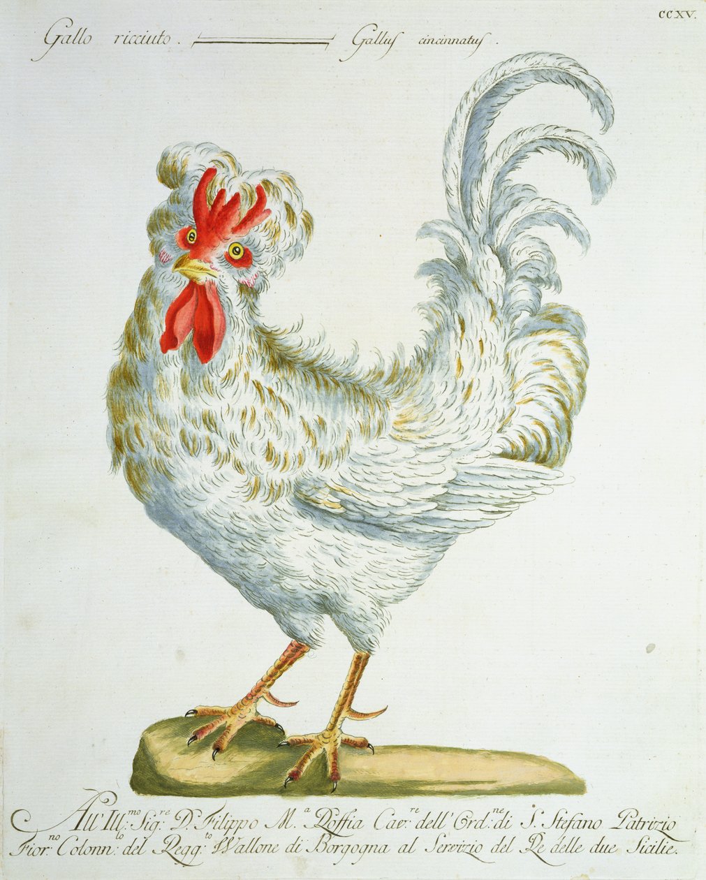 Kiharakarvainen kukko, n. 1767-76 (käsinvärinen kaiverrus) tekijältä Italian School