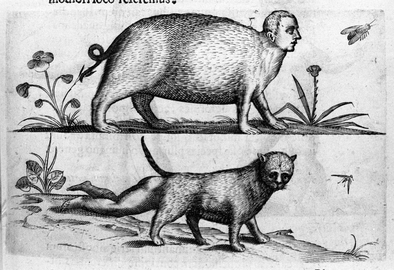 Erilaisia ​​ihmishirviöitä: Manticore olet kissa, jolla on lapsen jalat. Italian tiedemiehen Fortunio Whilein (1577-1656) kaiverrus "Hirviöiden luonne, niiden syyt ja erot". 1646 tekijältä Italian School