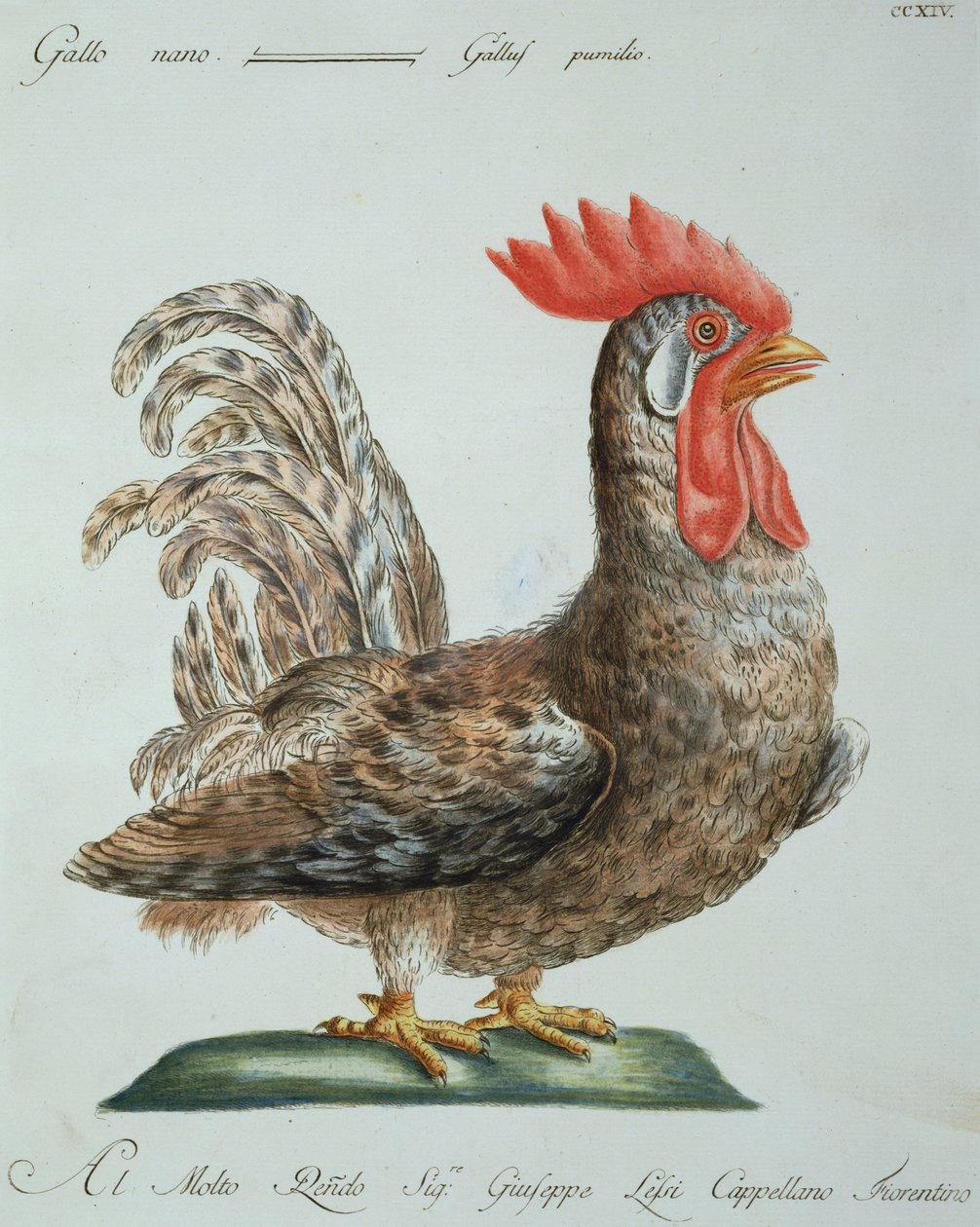 Dwarf Cockerel, n.1767-76 (käsinvärinen kaiverrus) tekijältä Italian School