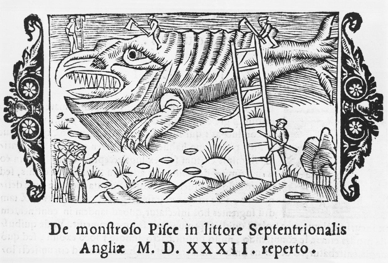 Kalahirviö, kuvitus Olaus Magnuksen (1490-1558) teoksesta Northern Nations, julkaistu Roomassa, 1555 tekijältä Italian School