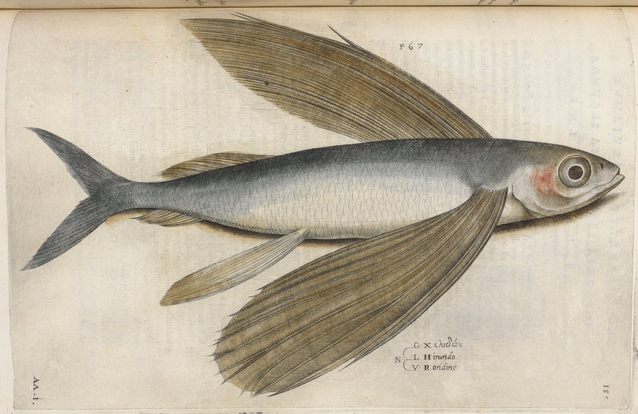 Lentävä kala, kuva "Aquatilium Animalium Historiæ liber primus", kirjoittanut Ippolito Salviani tekijältä Italian School
