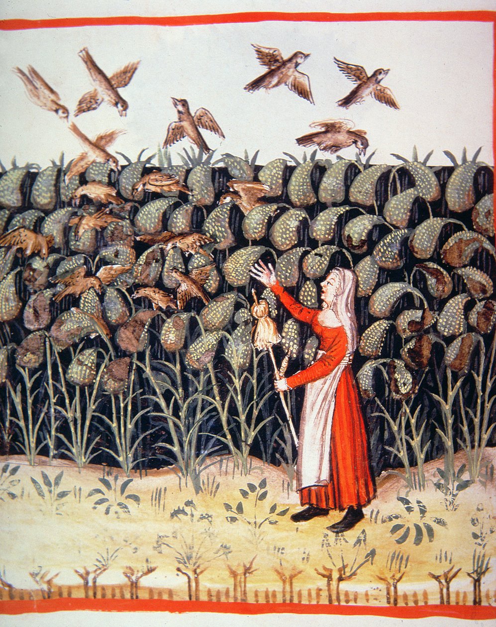 Fol.47 v Hirssi, kuvitus Tacuinum Santiatis Codex Vindobonensisista tekijältä Italian School