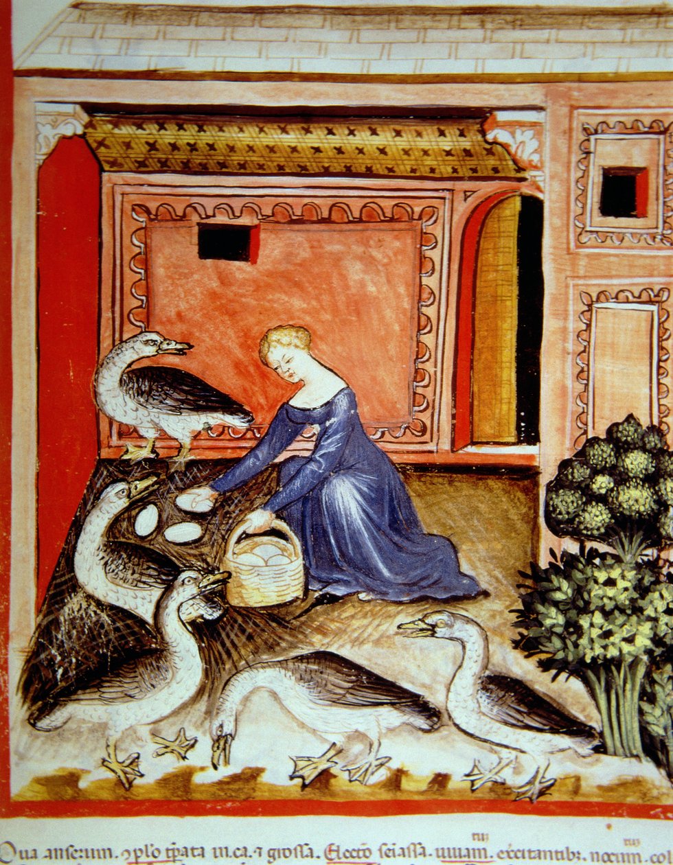 Fol.66r Kasvattavat hanhet, kuva Tacuinum Santiatis Codex Vindobonensis tekijältä Italian School