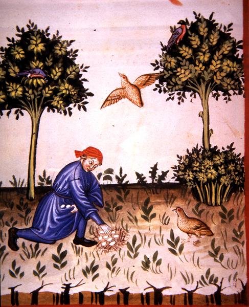 Fol.66v Keräily Partridge Munia, kuva 