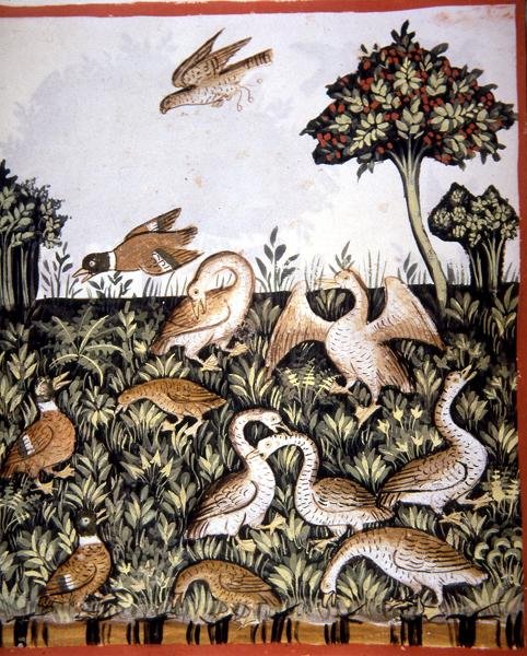 Fol.69v Ankat ja hanhet, kuvitus "Tacuinum Santiatis Codex Vindobonensis" (vellum) tekijältä Italian School