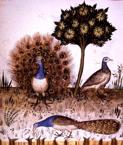 Fol.70r riikinkukot, kuvitus "Tacuinum Santiatis Codex Vindobonensis" (vellum) tekijältä Italian School