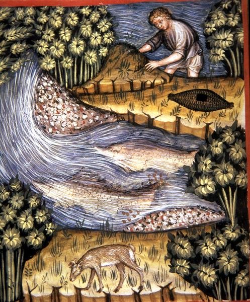 Fol.84v Meripihka, kuvitus lähteestä "Tacuinum Santiatis Codex Vindobonensis" (vellum). tekijältä Italian School