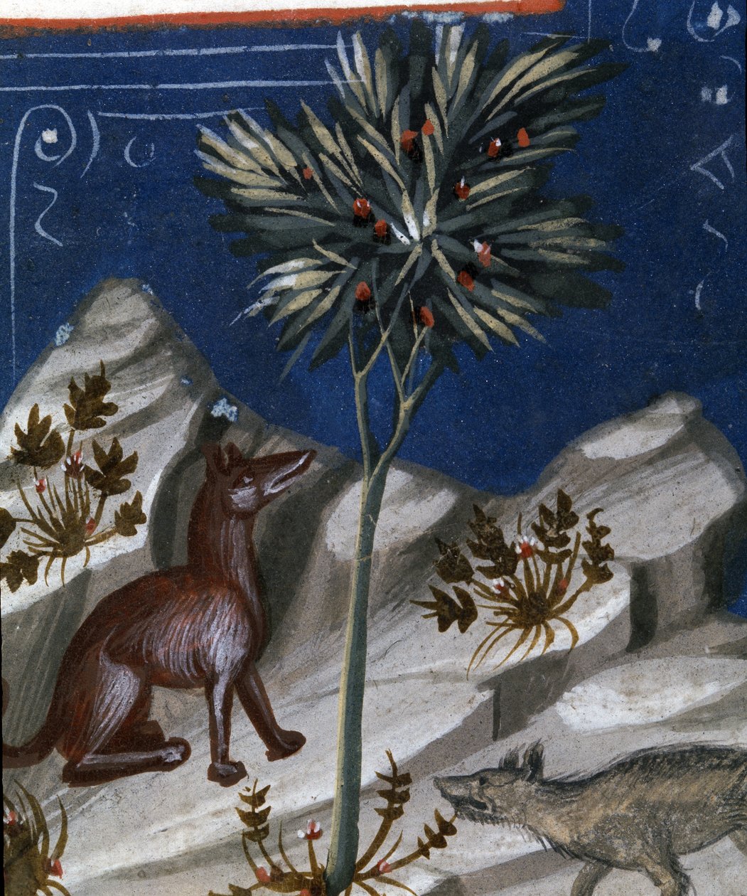 Kettu ja susi, kuvitus "Codex Justianuksesta", 1350 tekijältä Italian School