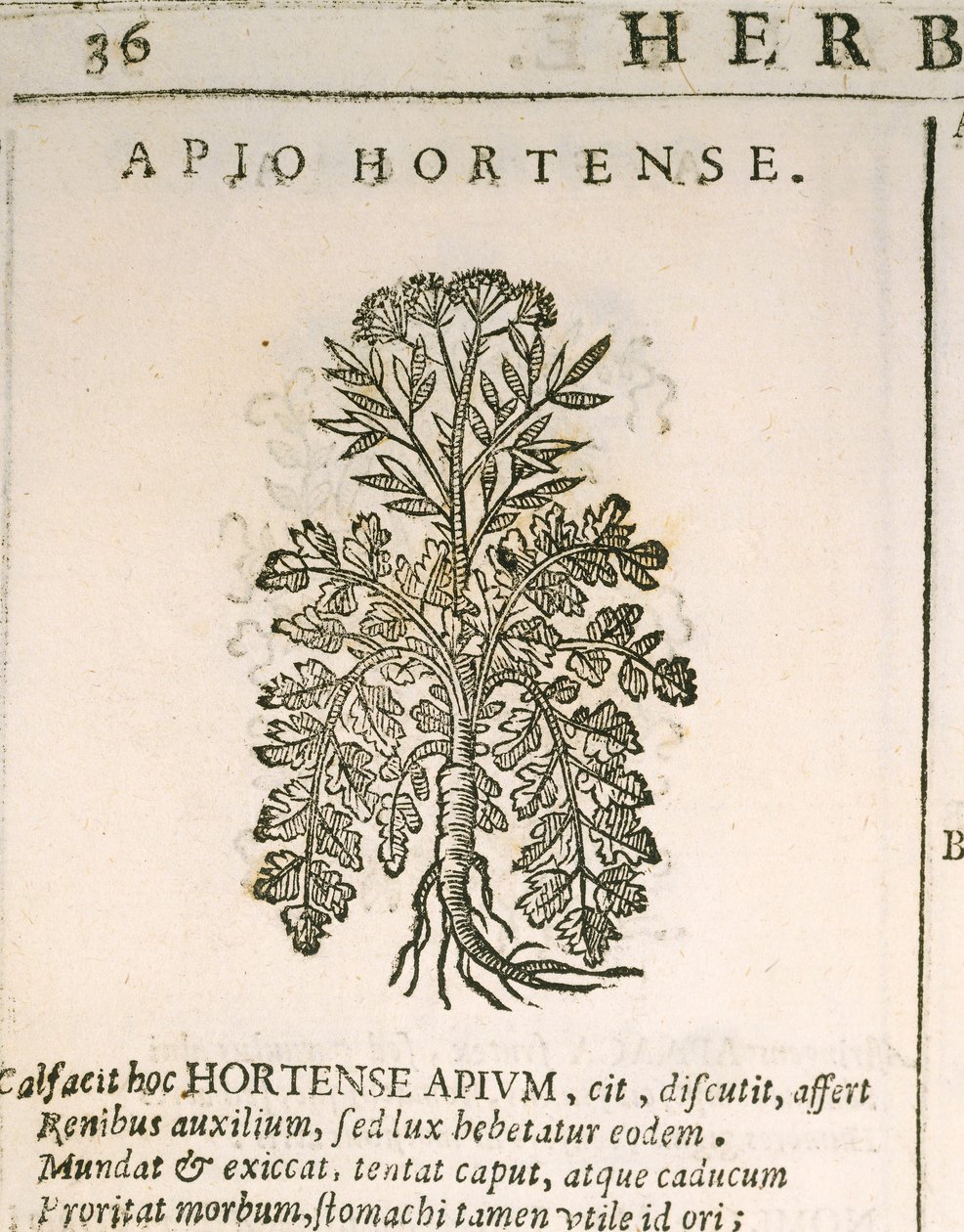 Puutarhapersilja (Petroselinum crispum), kaiverrus Castore Durante tekijältä Italian School