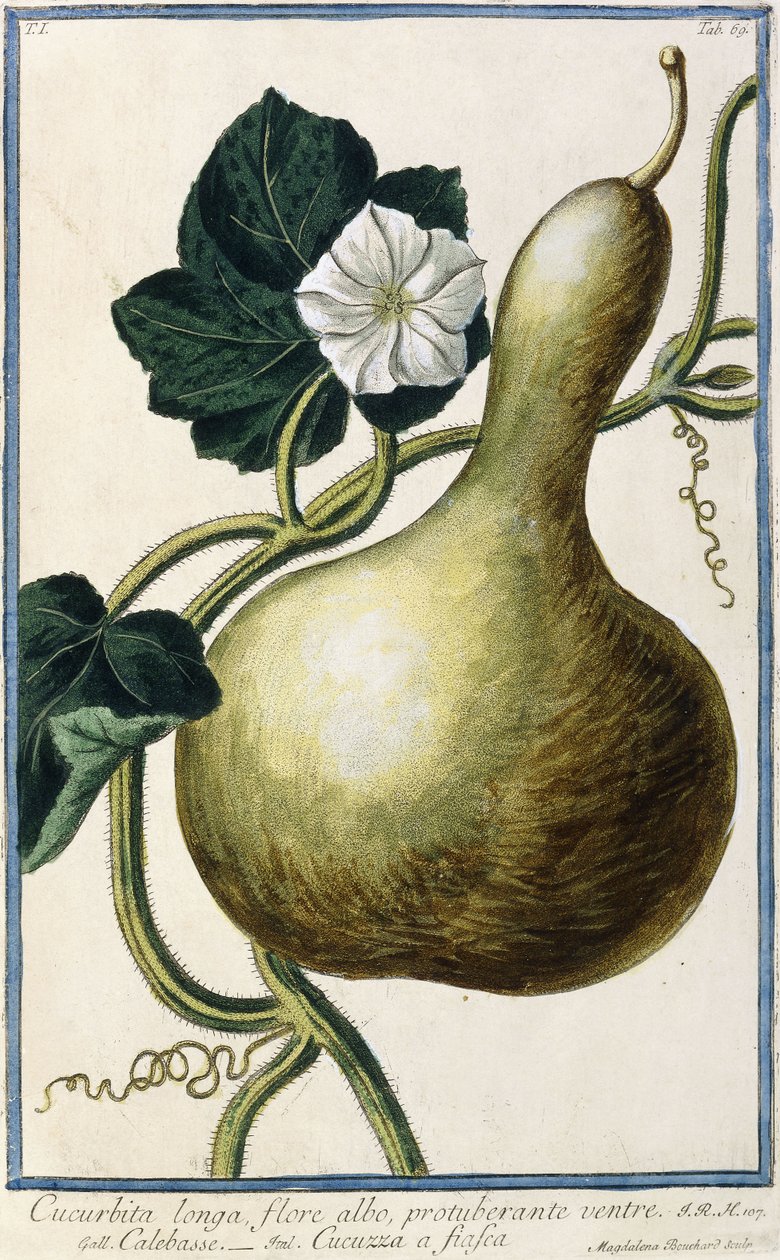 Kurpitsa, 1772-1784 tekijältä Italian School
