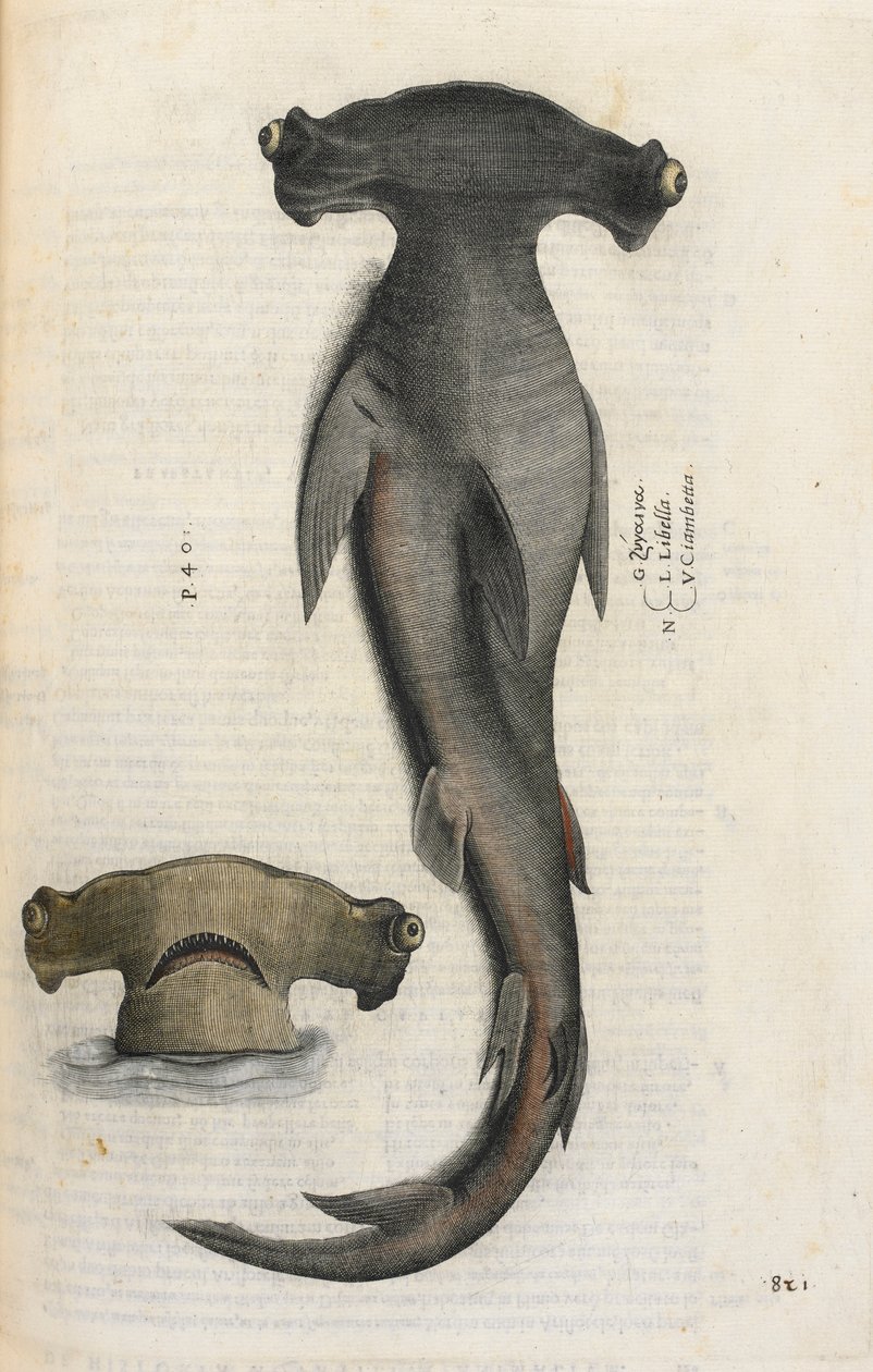 Vasarahai, kuvitus "Aquatilium Animalium Historiæ liber primuksesta", kirjoittanut Ippolito Salviani tekijältä Italian School