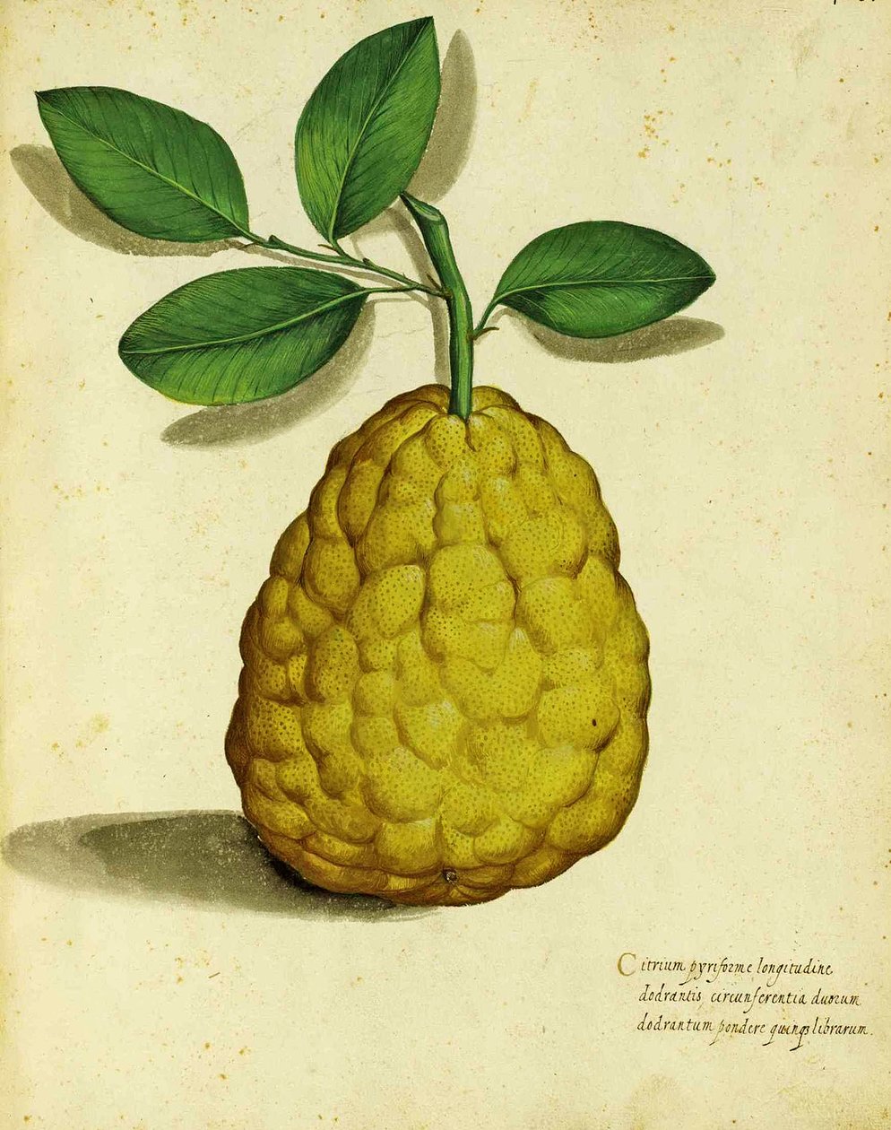 Ulisse Aldrovandi Heirloom Lemon tekijältä Italian School
