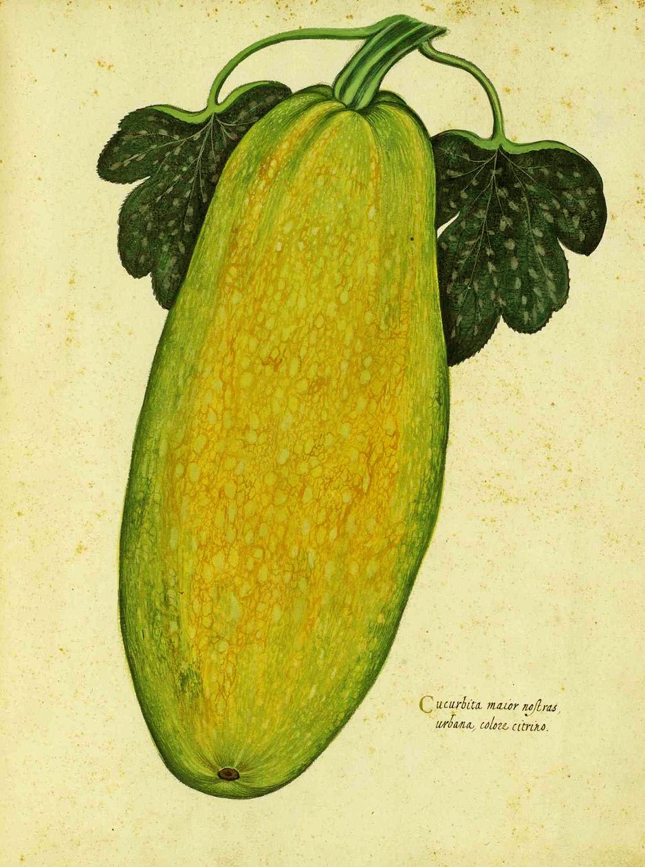 Ulisse Aldrovandin perinnöllinen squash tekijältä Italian School