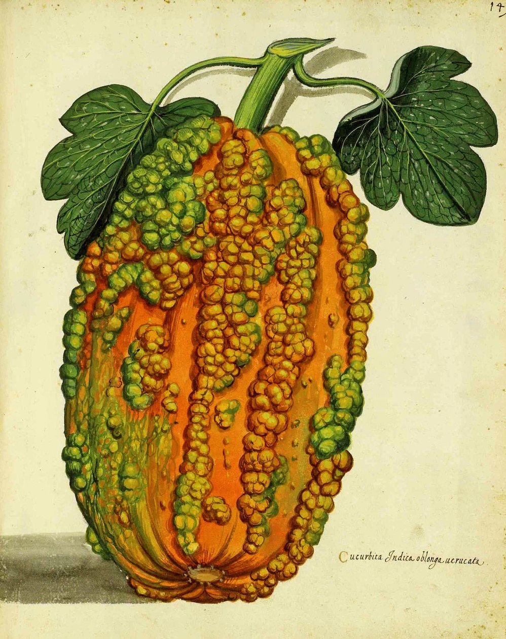 Ulisse Aldrovandin perinnöllinen squash tekijältä Italian School