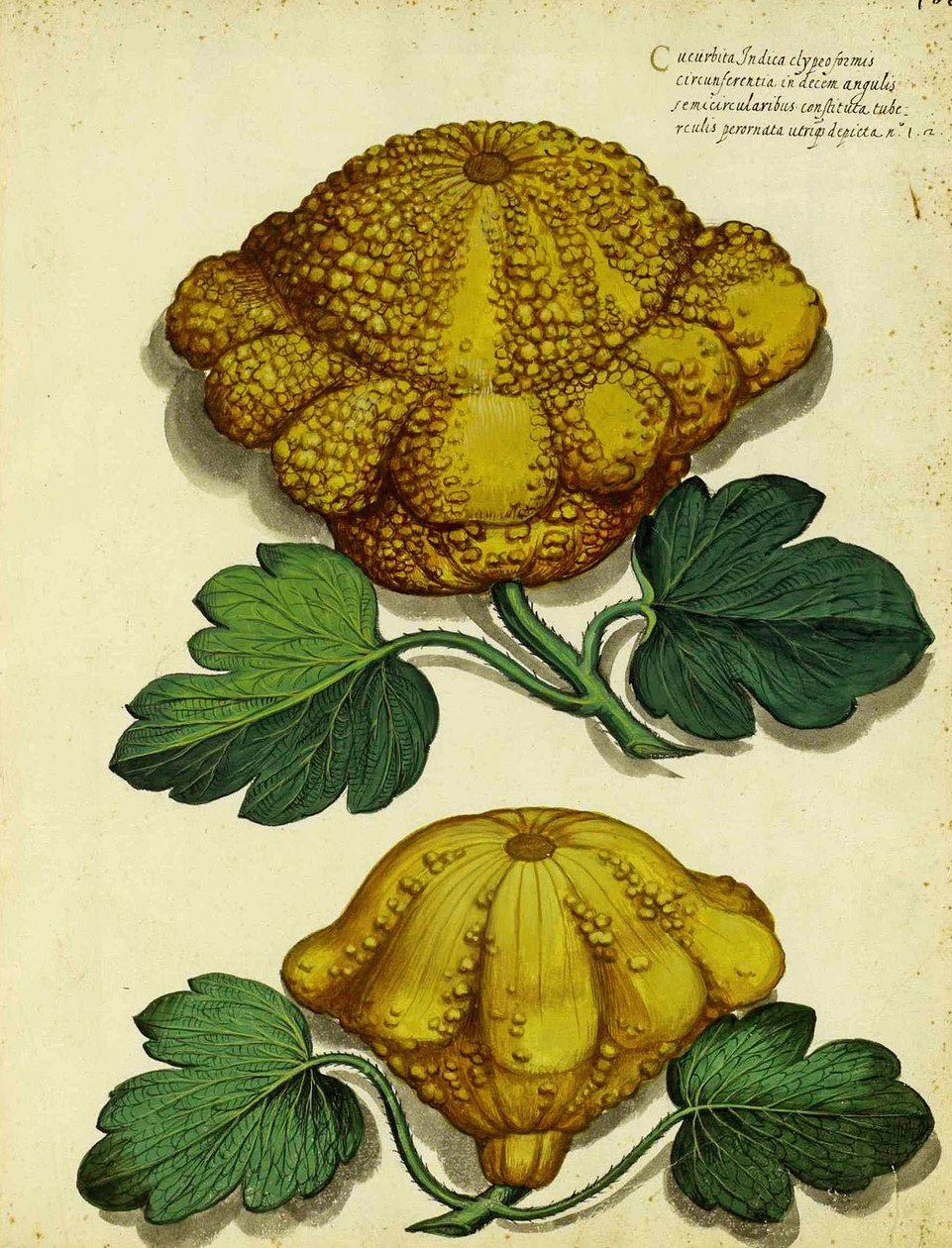 Ulisse Aldrovandin perinnöllinen squash tekijältä Italian School