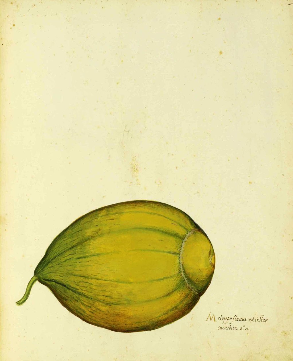Ulisse Aldrovandin perinnöllinen squash tekijältä Italian School