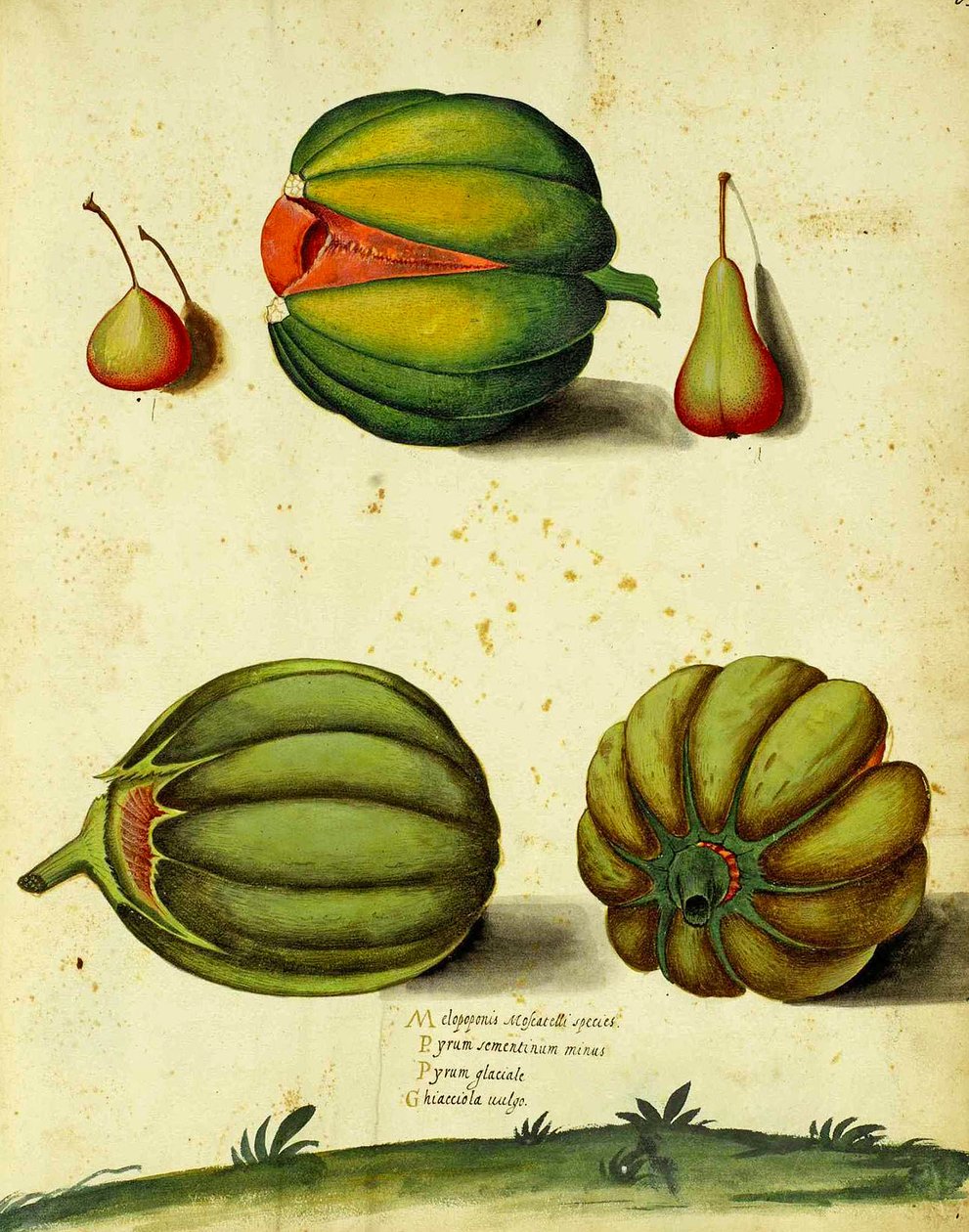 Ulisse Aldrovandin perinnöllinen squash tekijältä Italian School
