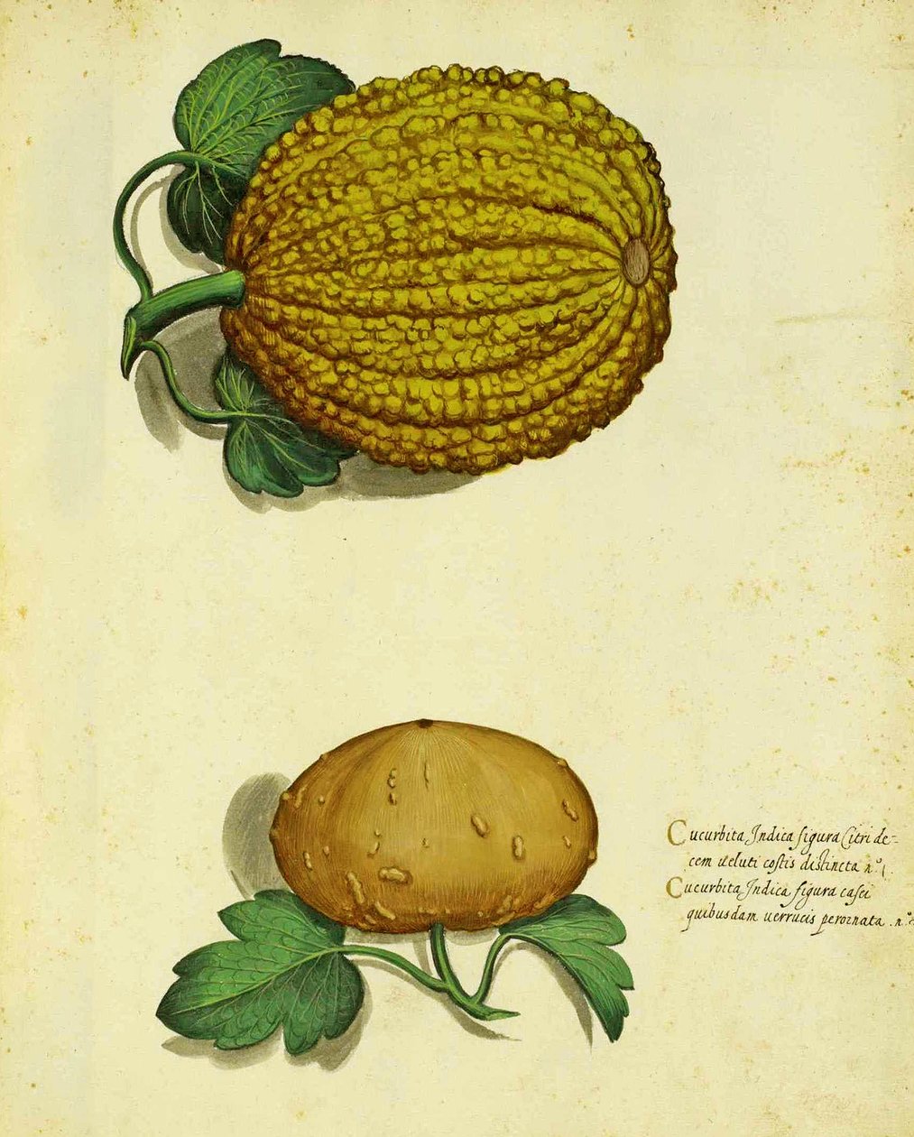 Ulisse Aldrovandin perinnöllinen squash tekijältä Italian School