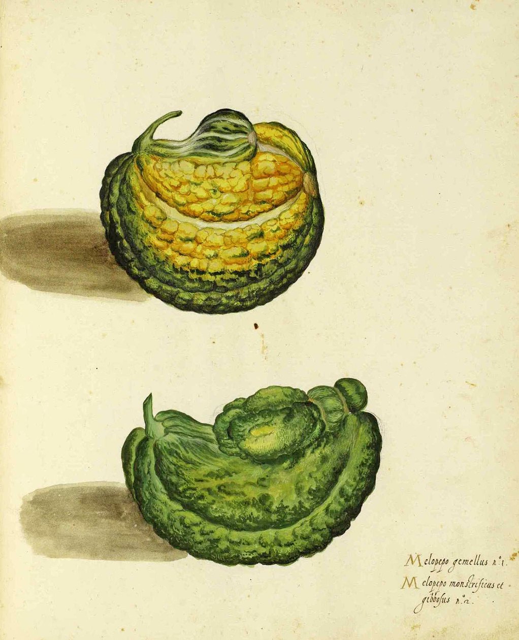 Ulisse Aldrovandin perinnöllinen squash tekijältä Italian School