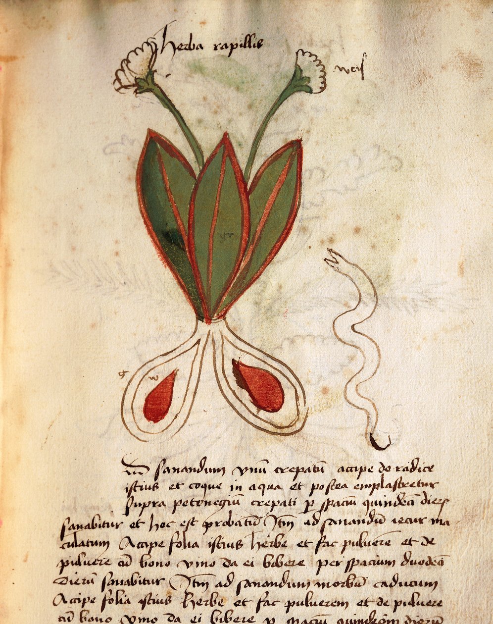 Herba Capillaria tekijältä Italian School