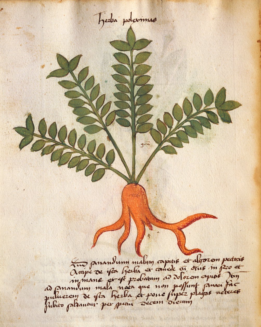 Herba Poleximos tekijältä Italian School