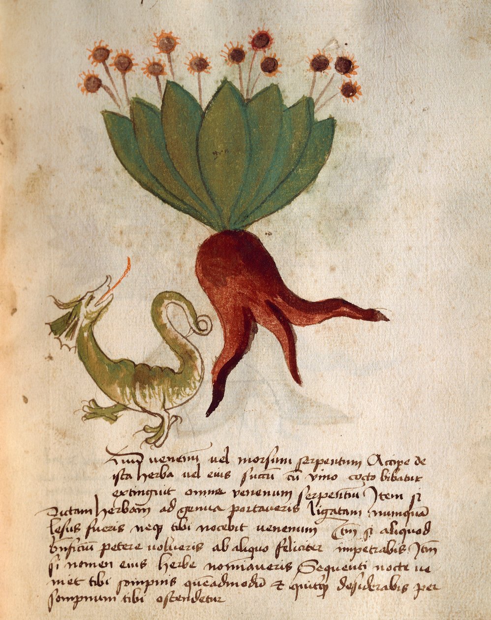 Herba Vermicularia tekijältä Italian School