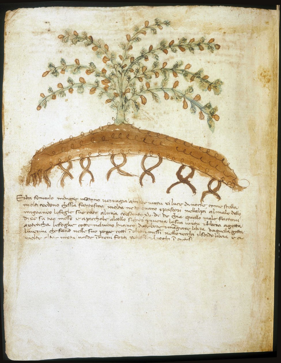 1300-luvun herbaario. Riminin kaupunginkirjasto. tekijältä Italian School