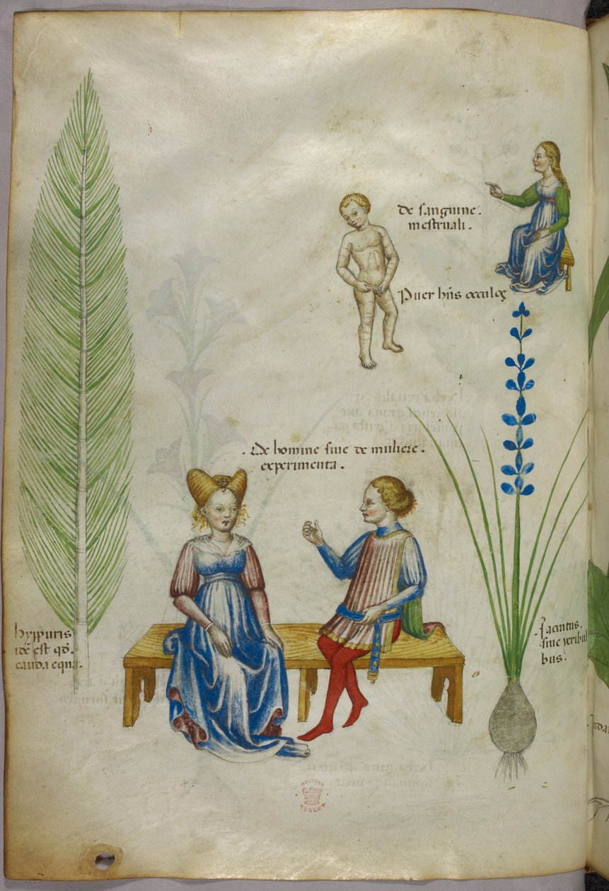 Kuvitus peltohorsmaa [hyppuris] ja iiristä [ jacintus]; ihmisen seksuaalisuuden osa-alueita esittävät hahmot, noin 1440 (tussi ja väri pergamentilla). tekijältä Italian School