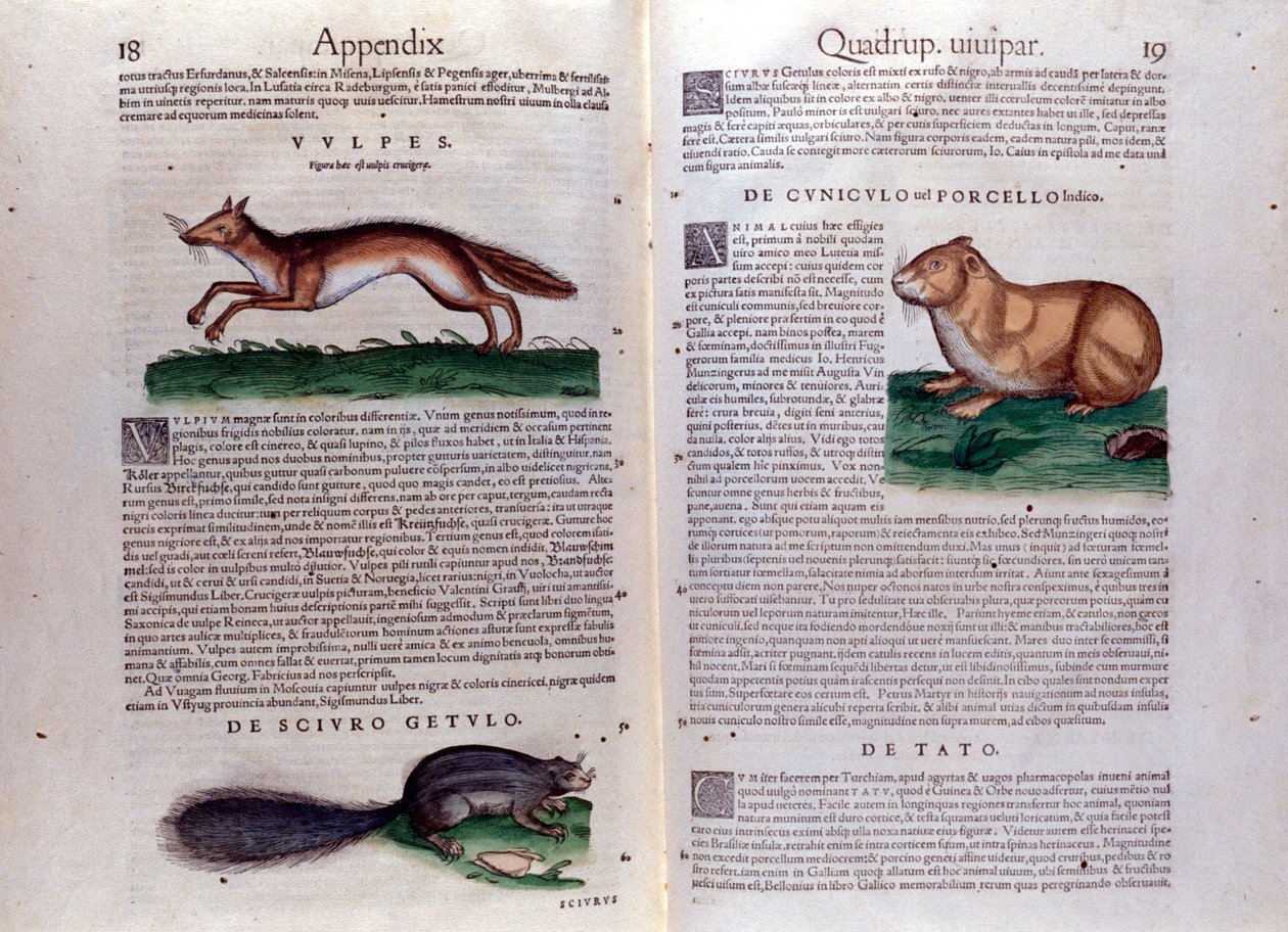 Kuvituksia Conrad Gesnerin Historia Animaliumista tekijältä Italian School