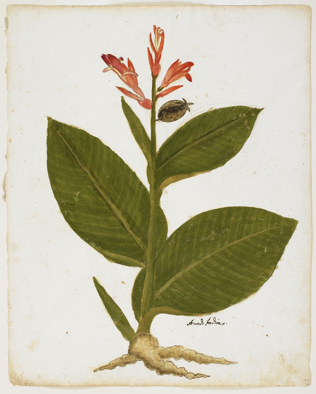 Indian Shot (Canna indica) (wc paperilla) tekijältä Italian School