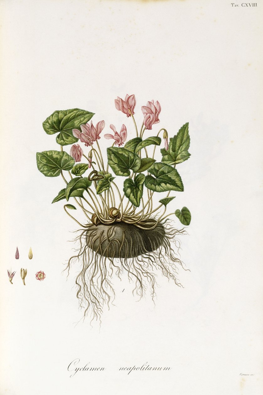 Ivy-lehtinen syklaami - Cyclamen Neapolitanum, 1811-1838 tekijältä Italian School