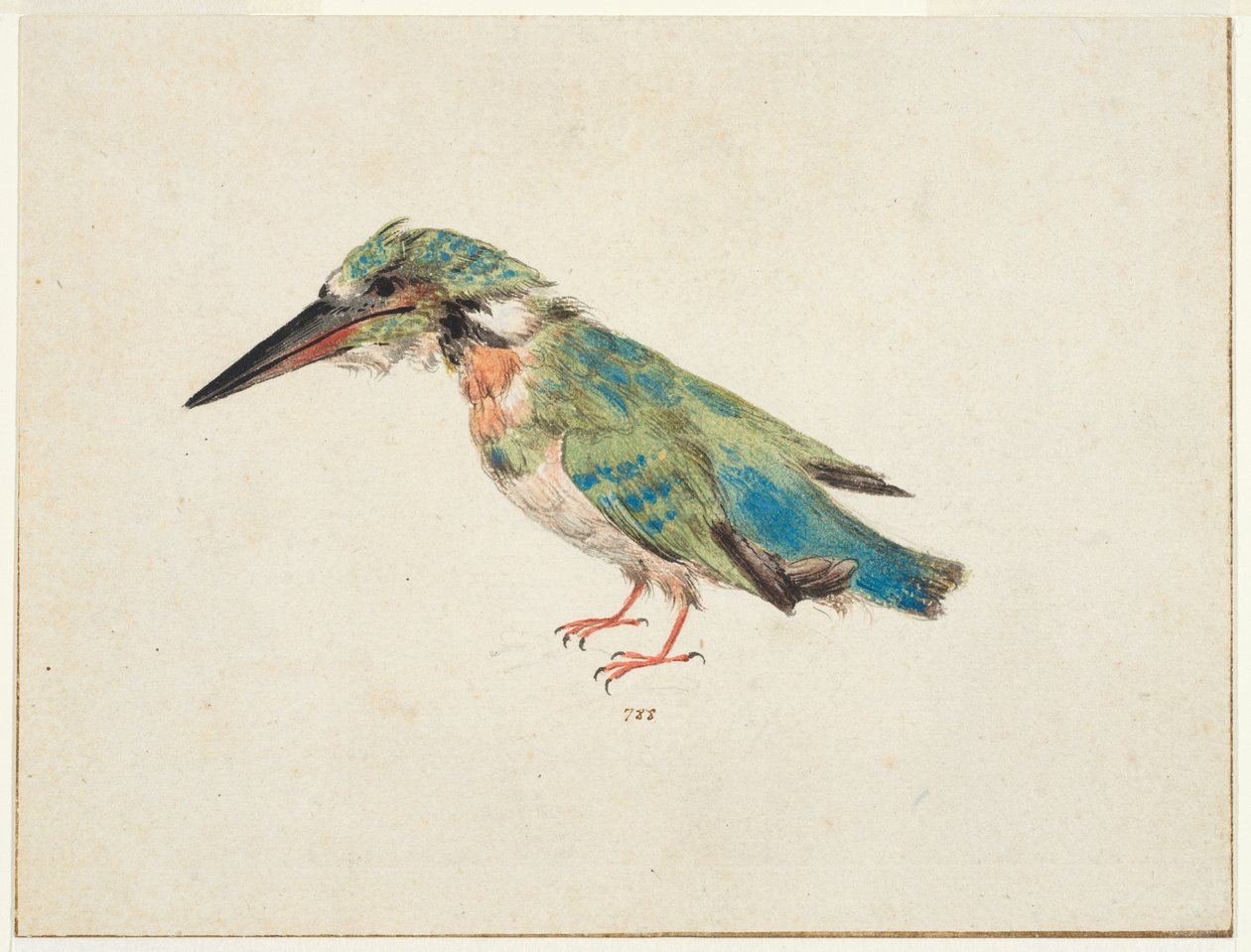 Kingfisher, n. 1650-1699 (musta liitu, akvarelli, vartaloväri paperille, makuulla, ruskealla musteella kehystysviivat kolmella reunalla) tekijältä Italian School