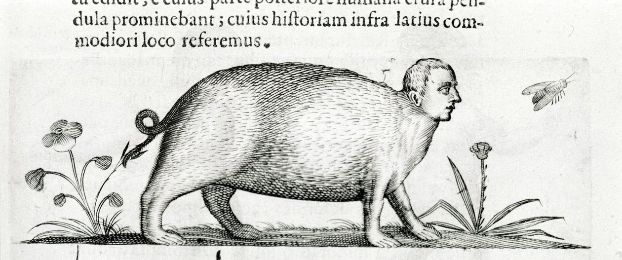 La manticore - Fortunio Licetin "De monstrorum natura causis kirjassa kaksi" tekijältä Italian School
