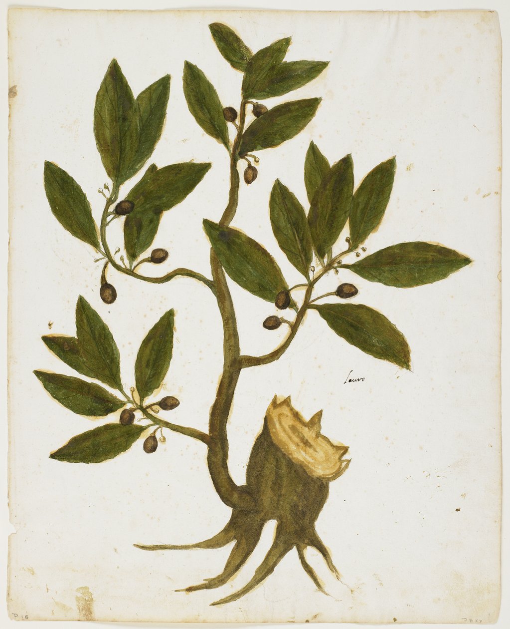 Laurel Tree (Laurus nobilis) (wc ja tempera paperilla) tekijältä Italian School