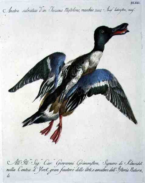 Mallard in Flight, n. 1767-76 (käsinvärinen kaiverrus) tekijältä Italian School