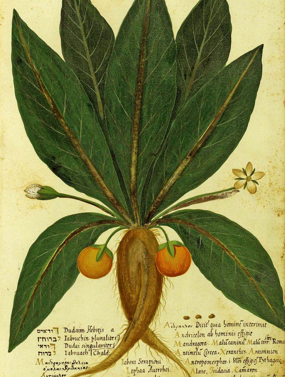 Ulisse Aldrovandi Mandrake tekijältä Italian School