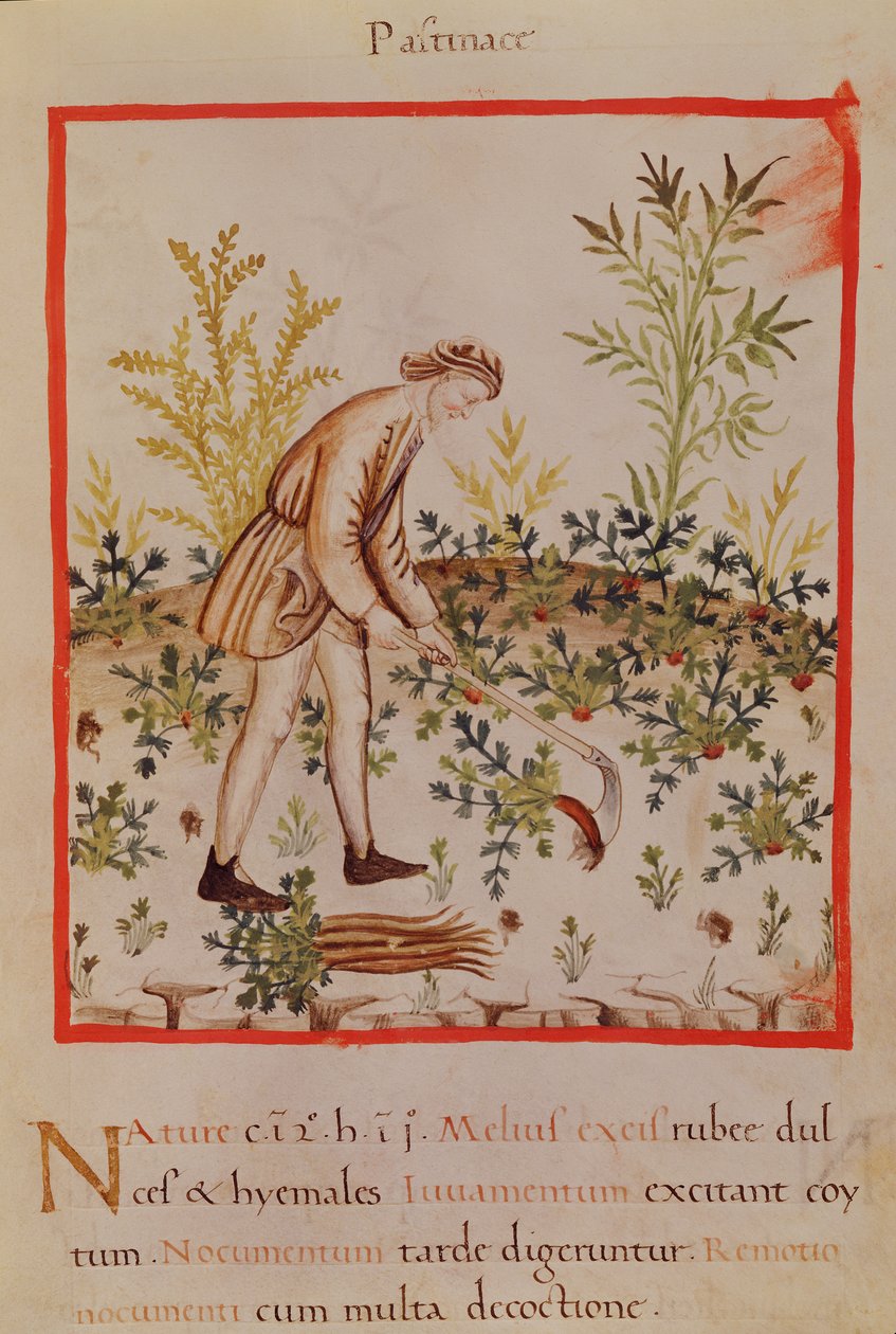 Ms.3054 fol.9 Palsternakan ja porkkanan korjuu, 