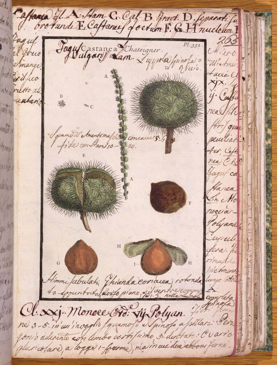 Ms 115 Chestnut, Dizionario di Botanica (kynä ja muste ja wc paperilla) tekijältä Italian School