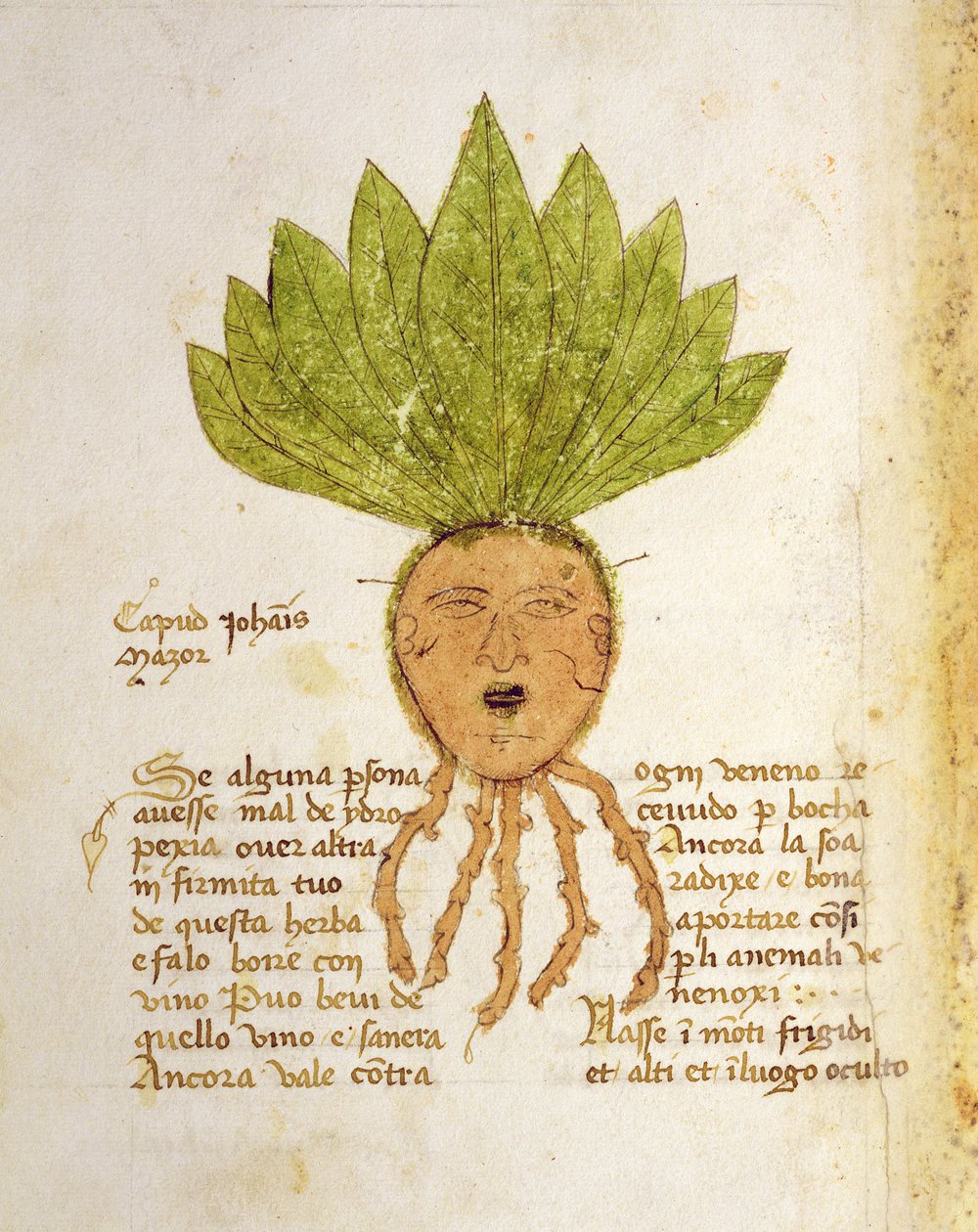 Ms. 1591 Fol. 18v. Yrtti Capud John Mazor (vellum) tekijältä Italian School