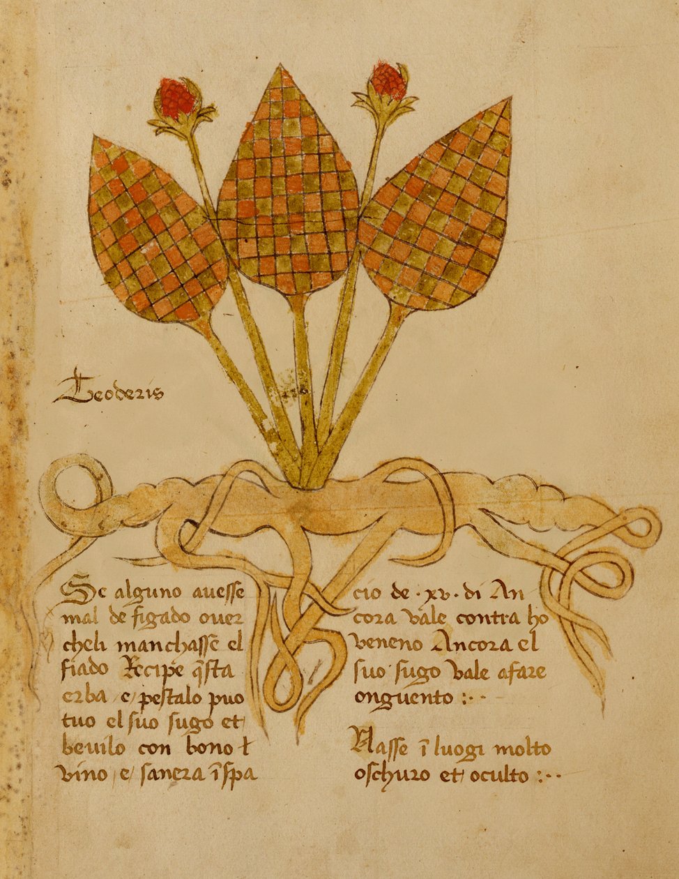 Ms 1591 Fol.19r Herba Teoderis (vellum) tekijältä Italian School