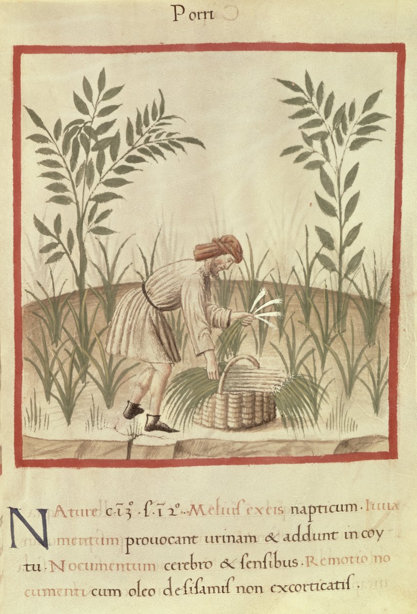 Ms 3054 f.22 Purjojen korjuu, 