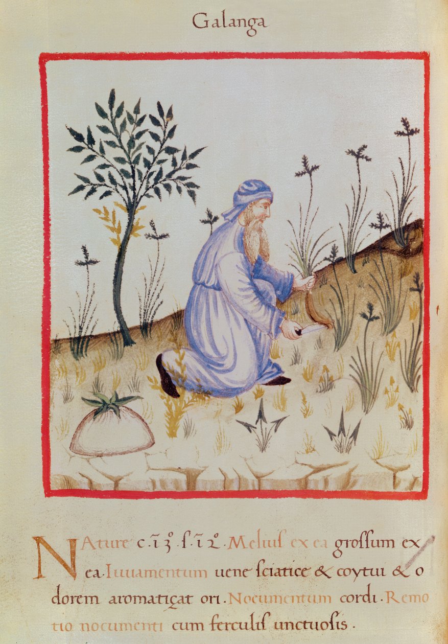 Ms 3054 f.22 Galangalin sadonkorjuu, 