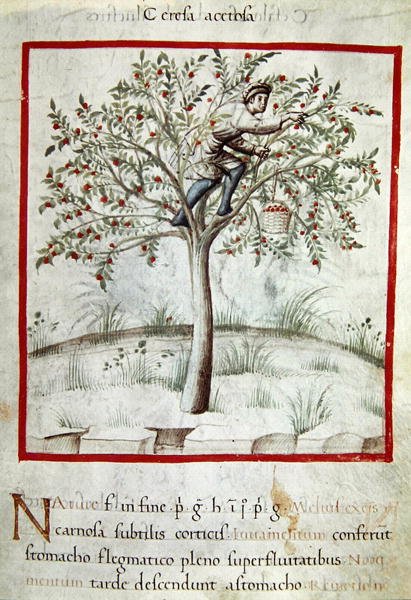 Ms 3054 f.25 Kirsikoiden poiminta, "Tacuinum Sanitatis" (vellum) tekijältä Italian School
