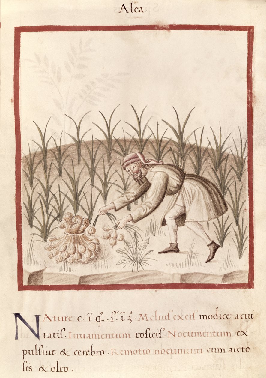 Ms 3054 fol.23 Valkosipulin sadonkorjuu, 