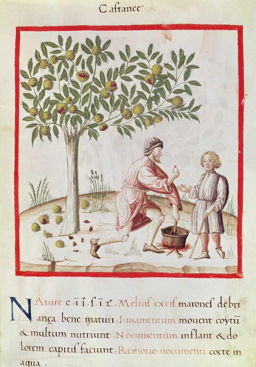 Ms 3054 fol.31 Kastanjoiden sadonkorjuu ja keittäminen, "Tacuinum Sanitatis" (vellum) tekijältä Italian School