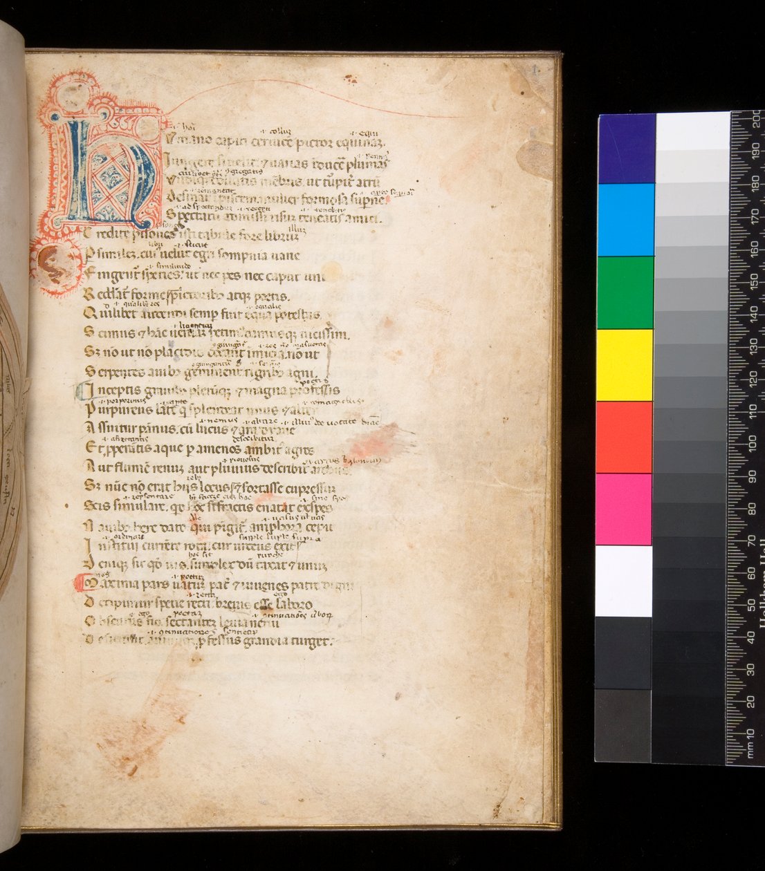 Ms 315. Horace, Ars Poetica ja Epistulae, f.1r. Koristeltu alkukirjain [N] sinisellä ja punaisella vaippatäytteellä ja ympäröivä kynätyö punaisella tekijältä Italian School