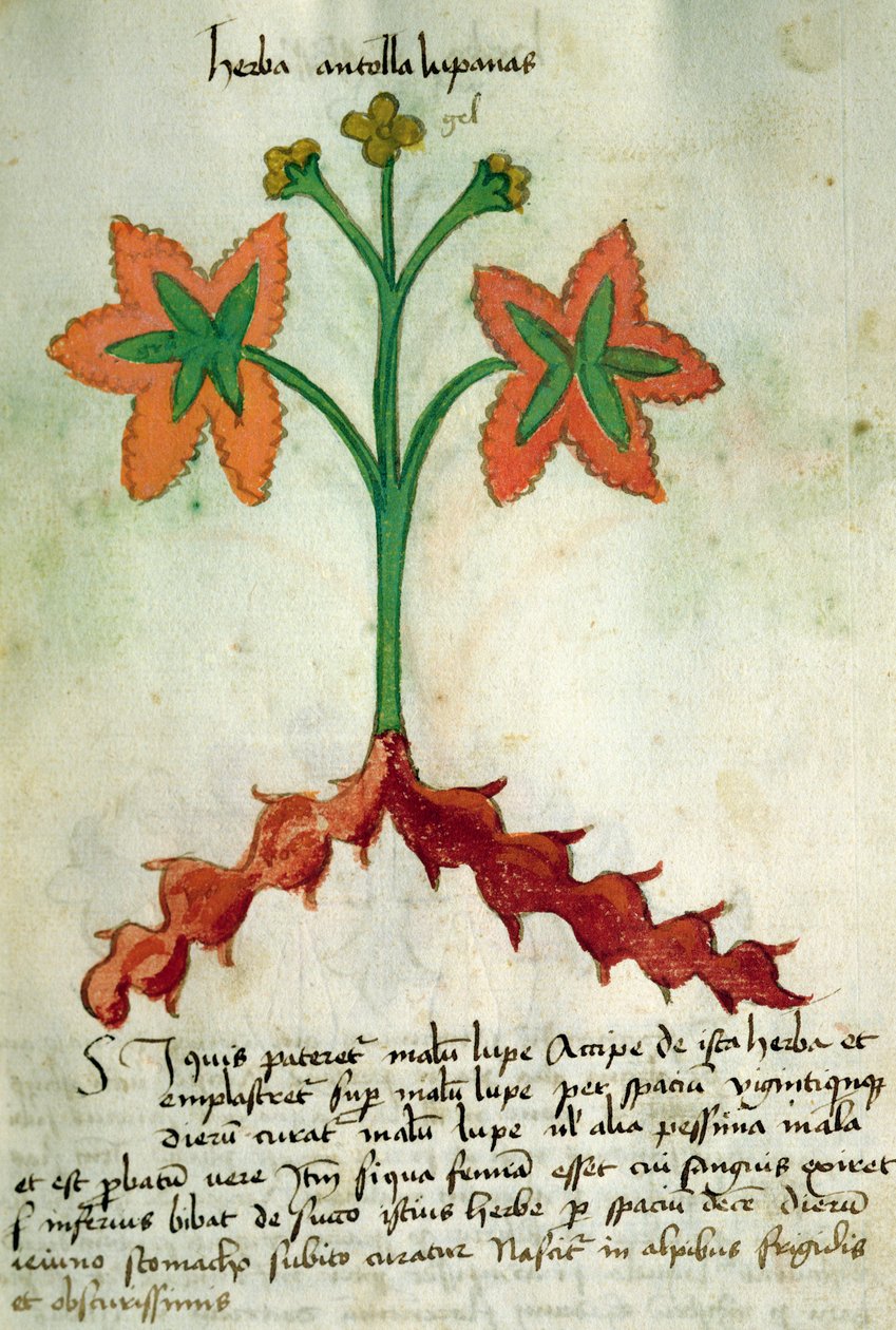 Ms 320 M Fol.13r Herba Antollas Lupanas, Orgione Rizzardon teoksesta "Liber Herbarius una cum rationibus conficiendi medicamenta" tekijältä Italian School